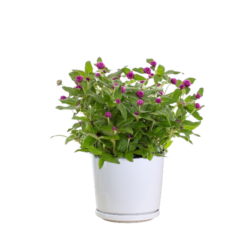 Globe Amaranth